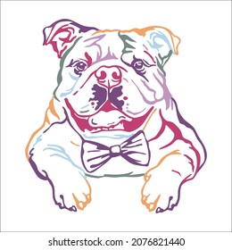 English bulldog color contour portrait. Dog head in front view vector illustration isolated on white. For decoration, design, print, posters, postcards, stickers, t-shirt, cricut,tattoo and embroidery