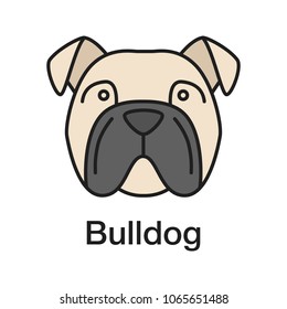English Bulldog color icon. Utility dog breed. Isolated vector illustration