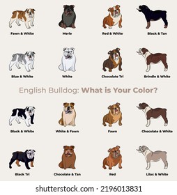 Raza de castaña inglesa, dibujo de perro. Personajes de perros en diferentes poses, diseños para huellas, adorables y lindos conjuntos de vectores de dibujos animados de perro de toro, en diferentes poses. Estilo de caricatura plano