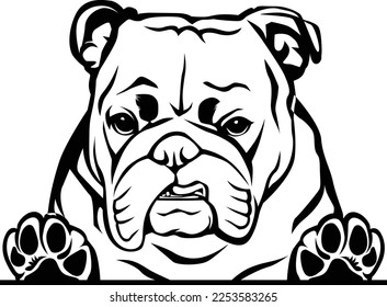 An English bulldog digital file is a digital image or vector art of an English bulldog breed known for its wrinkles, stocky build and friendly personality. Can be used for various creative projects.