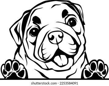 An English bulldog digital file is a digital image or vector art of an English bulldog breed known for its wrinkles, stocky build and friendly personality. Can be used for various creative projects.