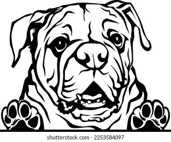 An English bulldog digital file is a digital image or vector art of an English bulldog breed known for its wrinkles, stocky build and friendly personality. Can be used for various creative projects.