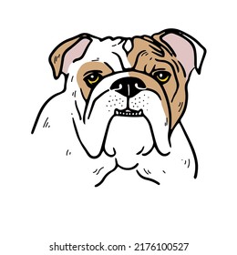 English Bulldog dog face. Vector cartoon portrait of a dog. Pets, dog lovers, animal themed design element isolated on white background.