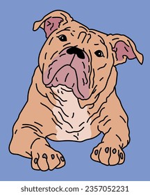 English Bulldog Dog Lying Down Front View