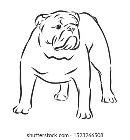 English bulldog dog sketch, contour vector illustration 