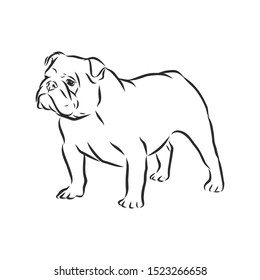 English bulldog dog sketch, contour vector illustration 