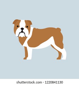 English bulldog. Dog. Vector illustration. EPS 10.