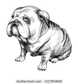 English Bulldog Hand Drawn Vector Illustration Stock Vector (Royalty ...