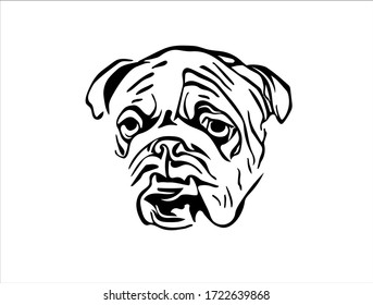 English bulldog head vector illustration
