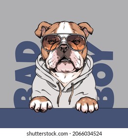 English bulldog illustration. Grumpy dog ​​sketch. Bad boy. Image for printing on any surface
