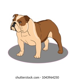 English bulldog - isolated vector illustration