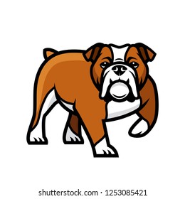 English bulldog - isolated vector illustration