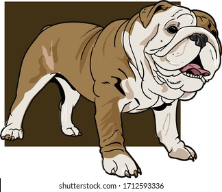 English bulldog - isolated vector illustration