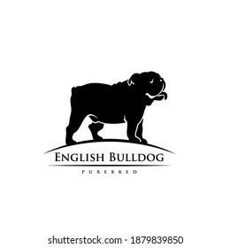 English bulldog - isolated vector illustration