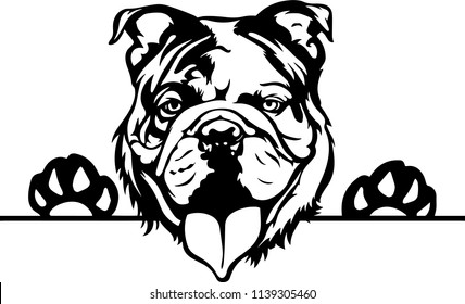 English Bulldog lap dog breed face head isolated pet animal domestic pet canine puppy purebred pedigree hound portrait peeking paws smiling smile happy art artwork illustration design set 