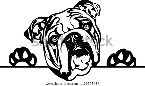 Anglais Bulldog Lap Chien Tete De Image Vectorielle De Stock Libre De Droits