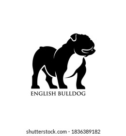 English bulldog logo isolated vector illustration
