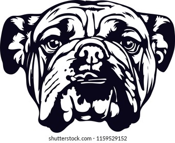 English Bulldog Pedigree Dog Breed Isolated Pet Puppy Face