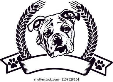 English Bulldog Pedigree Dog Breed Isolated Pet Puppy Face