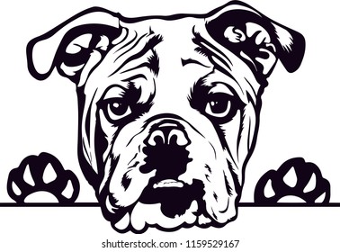 English Bulldog Pedigree Dog Breed Isolated Pet Puppy Face