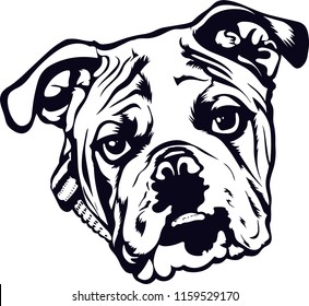 English Bulldog Pedigree Dog Breed Isolated Pet Puppy Face