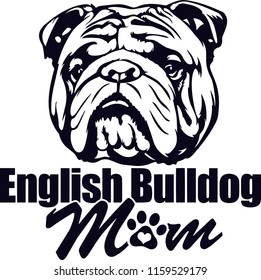 English Bulldog Pedigree Dog Breed Isolated Pet Puppy Face