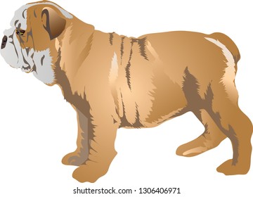 English Bulldog , Pet Animal - Vector Illustration