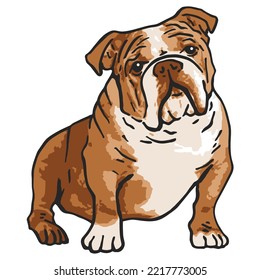 English Bulldog Pet Colored Drawing