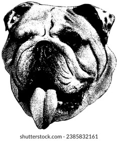 English Bulldog portrait, sketch illustration in black, isolated 