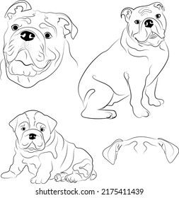 English Bulldog Set Clipart. Different Poses Set. Vector Illustration