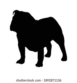 English Bulldog Silhouette Vector Illustration