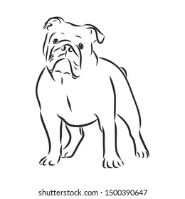 English Bulldog Outline Hd Stock Images Shutterstock