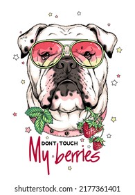 English bulldog with a sprig of strawberries. Don't touch my berries illustration. Stylish image for printing on any surface	