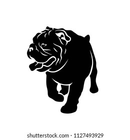 English bulldog - vector illustration