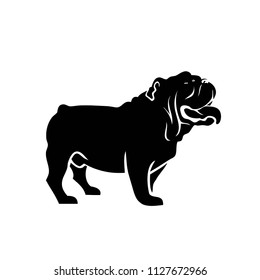 English bulldog - vector illustration