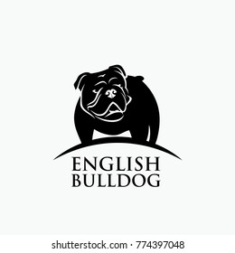 English bulldog - vector illustration