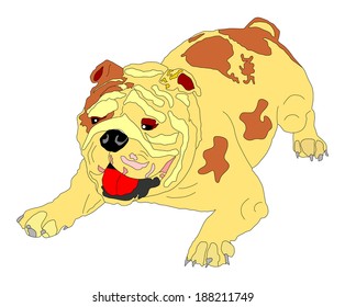 English Bulldog vector isolated on white background. Cartoon illustration of purebred dog portrait.