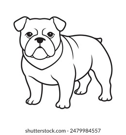 English Bulldog in a white background