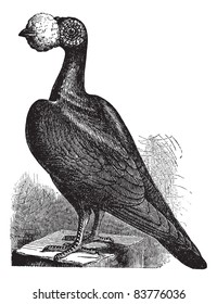The English Carrier, vintage engraved illustration. English Carrier a breed of fancy pigeon. Trousset encyclopedia (1886 - 1891).