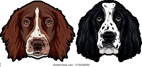 English cocker spaniel breed dog heads detailed colored illustration