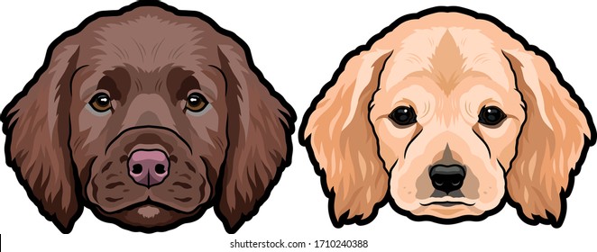 English cocker spaniel breed dog heads detailed colored illustration