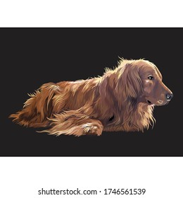 Englisch Cocker Spanisch.Dog Breed.Dog Vector Illustration.