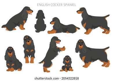 English cocker spaniel clipart. Different poses, coat colors set.  Vector illustration