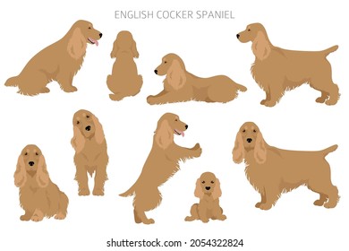 English cocker spaniel clipart. Different poses, coat colors set.  Vector illustration