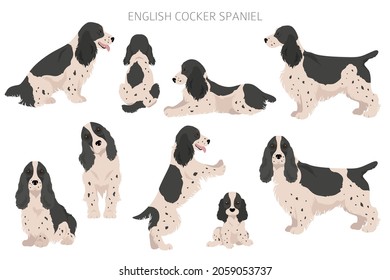 English cocker spaniel clipart. Different poses, coat colors set.  Vector illustration