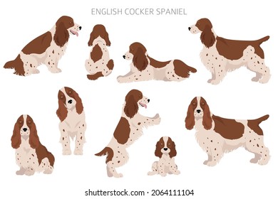 Cocker spaniel clipart inglés. Postas diferentes, colores de abrigo.  Ilustración del vector