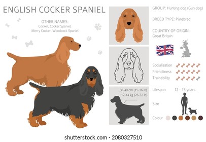 English cocker spaniel clipart. Different poses, coat colors set.  Vector illustration