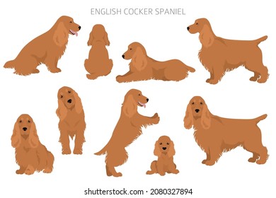 English cocker spaniel clipart. Different poses, coat colors set.  Vector illustration