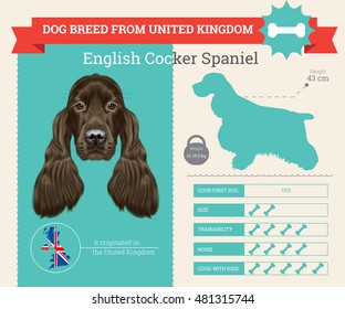 English Cocker Spaniel dog breed vector info graphics. This dog breed from United Kingdom
