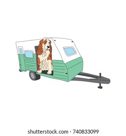 English Cocker Spaniel Dog Breed